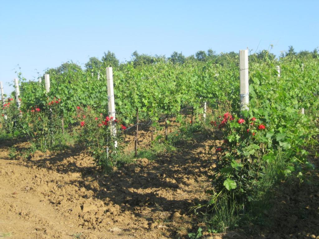 Agriturismo Consalvi Valentina Marsciano Zewnętrze zdjęcie